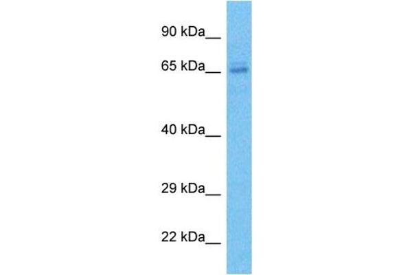 ZNF273 Antikörper  (C-Term)