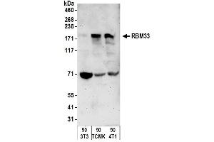 Western Blotting (WB) image for anti-RNA Binding Motif Protein 33 (RBM33) (AA 1-50) antibody (ABIN7450642) (RBM33 antibody  (AA 1-50))
