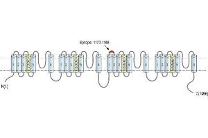 Representative domain view of the target of ABIN7043655.