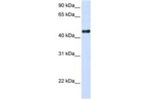 Western Blotting (WB) image for anti-Transcription Factor CP2-Like 1 (TFCP2L1) antibody (ABIN2460317) (TFCP2L1 antibody)