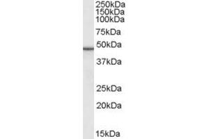ABIN190816 (0. (PLIN3 antibody  (Internal Region))
