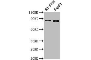 Western Blot Positive WB detected in: SH-SY5Y whole cell lysate, HepG2 whole cell lysate All lanes: GOLM1 antibody at 1. (Recombinant GOLM1 antibody)