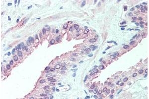 Anti-SLITRK6 antibody  ABIN960816 IHC staining of human prostate. (SLITRK6 antibody  (Internal Region))