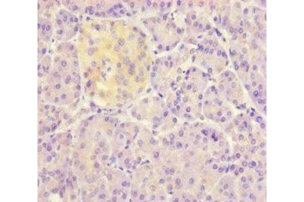 DET1 antibody  (AA 5-190)