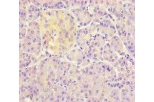 Immunohistochemistry of paraffin-embedded human pancreatic tissue using ABIN7149800 at dilution of 1:100 (DET1 antibody  (AA 5-190))
