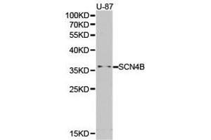 Western Blotting (WB) image for anti-Sodium Channel, Voltage-Gated, Type IV, beta Subunit (SCN4B) antibody (ABIN1874702) (SCN4B antibody)