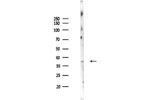 Western blot analysis of lysates from PC12 cells(LPS 4h treatment), using IGFBP2 Antibody at 1/1000 dilution.