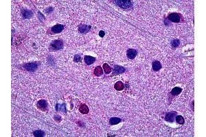 Anti-EBF3 antibody IHC of human brain, cortex. (EBF3 antibody)