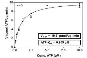 Image no. 1 for Nemo-Like Kinase (NLK) (AA 1-515) (Active) protein (His-GST) (ABIN5570569) (Nemo-Like Kinase Protein (NLK) (AA 1-515) (His-GST))