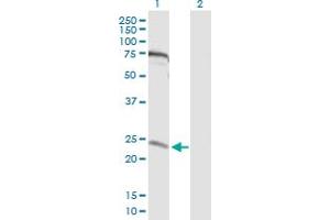 Western Blot analysis of MIS12 expression in transfected 293T cell line by MIS12 MaxPab polyclonal antibody.