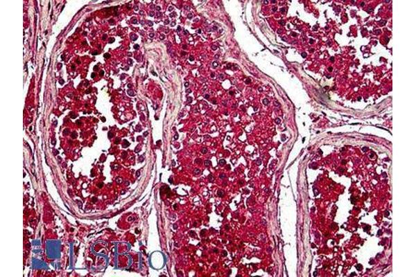 PTTG1 antibody  (Internal Region)