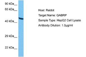 Host:  Rabbit  Target Name:  GABRP  Sample Tissue:  Human HepG2 Whole Cell  Antibody Dilution:  1ug/ml (GABRP antibody  (N-Term))