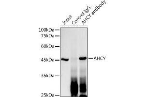 Immunoprecipitation analysis of 300 μg extracts of HT-29 cells using 3 μg AHCY antibody (ABIN1680618, ABIN1680617, ABIN7101497 and ABIN7101498). (AHCY antibody)