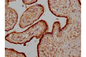 IHC image of ABIN7162313 diluted at 1:200 and staining in paraffin-embedded human placenta tissue performed on a Leica BondTM system.