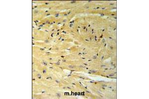 GNAT1 Antibody IHC analysis in formalin fixed and paraffin embedded moouse heart tissue followed by peroxidase conjugation of the secondary antibody and DAB staining. (GNAT1 antibody  (C-Term))