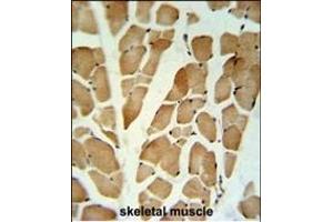 GLG1 Antibody (C-term) (ABIN653796 and ABIN2843078) IHC analysis in formalin fixed and paraffin embedded skeletal muscle followed by peroxidase conjugation of the secondary antibody and DAB staining. (GLG1 antibody  (C-Term))