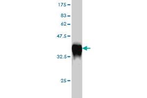 Western Blotting (WB) image for anti-GTP Cyclohydrolase 1 (GCH1) (AA 84-172) antibody (ABIN561018)