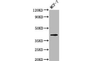 Western Blot Positive WB detected in: MCF-7 whole cell lysate All lanes: OPN1MW antibody at 3. (OPN1MW antibody  (AA 1-52))