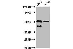 Western Blot Positive WB detected in Recombinant protein All lanes: tp63 antibody at 7. (p63 antibody  (AA 41-153))