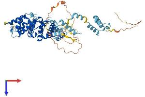 AlphaFold protein structure predicition of Mouse Recombinant Depdc1b Protein, UniprotID Q8BH88