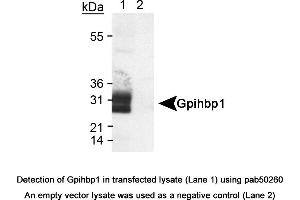 Image no. 1 for anti-Glycosylphosphatidylinositol Anchored High Density Lipoprotein Binding Protein 1 (GPIHBP1) (AA 170-250), (Internal Region) antibody (ABIN363569) (GPIHBP1 antibody  (Internal Region))