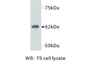Image no. 1 for anti-PiggyBac Transposable Element Derived 5 (PGBD5) antibody (ABIN1112824)