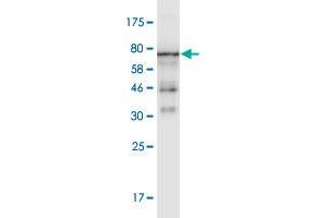 Western Blot detection against Immunogen (66. (beta Actin antibody  (AA 1-375))