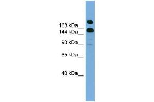 WB Suggested Anti-UGCGL1  Antibody Titration: 0. (UGGT1 antibody  (Middle Region))