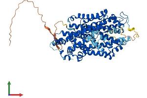 AlphaFold protein structure predicition of Human Recombinant SLC6A2 Protein, UniprotID P23975