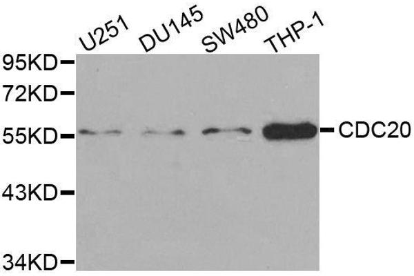 CDC20 antibody  (AA 1-270)