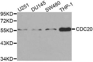 Western blot analysis of extracts of various cell lines, using CDC20 antibody. (CDC20 antibody  (AA 1-270))