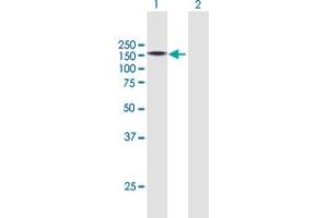 Western Blot analysis of KIAA0319L expression in transfected 293T cell line by KIAA0319L MaxPab polyclonal antibody. (KIAA0319L antibody  (AA 1-1049))