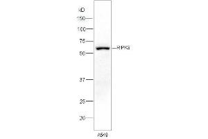 Lane 1:A549 lysates probed with Rabbit Anti-RIPK3 Polyclonal Antibody, Unconjugated (ABIN700675) at 1:300 overnight at 4 °C. (RIPK3 antibody)