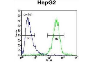 IGF2BP2 Antibody (C-term) flow cytometric analysis of HepG2 cells (right histogram) compared to a negative control cell (left histogram). (IGF2BP2 antibody  (C-Term))