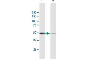 Western Blot analysis of IRF3 expression in transfected 293T cell line by IRF3 MaxPab polyclonal antibody.
