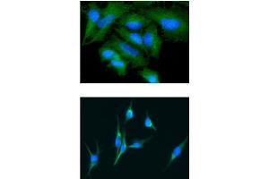 ICC/IF analysis of GAS7 in HeLa cells line, stained with DAPI (Blue) for nucleus staining and monoclonal anti-human GAS7 antibody (1:100) with goat anti-mouse IgG-Alexa fluor 488 conjugate (Green). (GAS7 antibody)