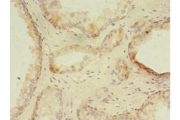 ZNF501 antibody  (AA 6-305)