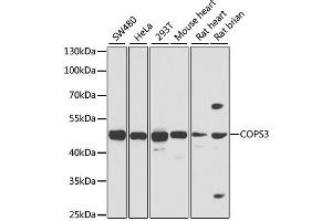 Western blot analysis of extracts of various cell lines, using COPS3 antibody.