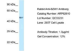 Western Blotting (WB) image for anti-Basic Leucine Zipper and W2 Domains 1 (BZW1) (C-Term) antibody (ABIN2789187)