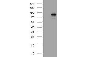 Western Blotting (WB) image for anti-Actin Filament Associated Protein 1 (AFAP1) (AA 100-386) antibody (ABIN2715790) (AFAP antibody  (AA 100-386))