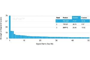 Analysis of Protein Array containing more than 19,000 full-length human proteins using CD31-Monospecific Recombinant Rabbit Monoclonal Antibody (C31/1395R) Z- and S- Score: The Z-score represents the strength of a signal that a monoclonal antibody (MAb) (in combination with a fluorescently-tagged anti-IgG secondary antibody) produces when binding to a particular protein on the HuProtTM array. (Recombinant CD31 antibody)