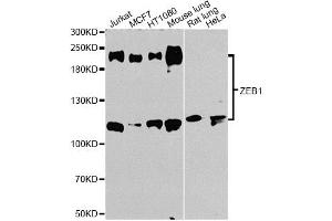 Western blot analysis of extracts of various cell lines, using ZEB1 antibody (ABIN1875385) at 1:1000 dilution.