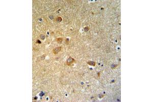 GTSE1 Antibody (C-term) (ABIN653838 and ABIN2843102) IHC analysis in formalin fixed and paraffin embedded brain tissue followed by peroxidase conjugation of the secondary antibody and DAB staining. (GTSE1 antibody  (C-Term))
