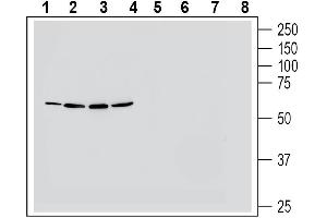 NMUR1 antibody  (Extracellular, Loop 3)