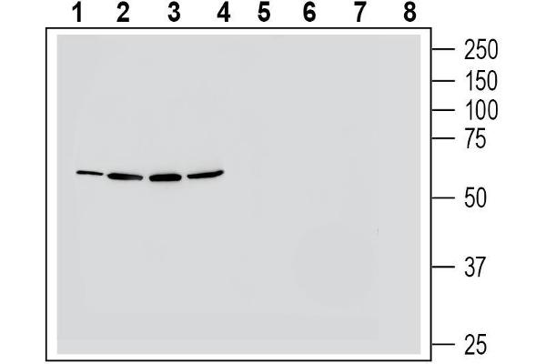 NMUR1 抗体  (Extracellular, Loop 3)