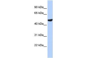 Western Blotting (WB) image for anti-Septin 11 (SEPT11) antibody (ABIN2459986) (Septin 11 antibody)