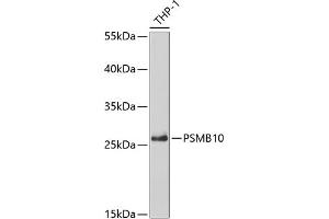 PSMB10 antibody  (AA 1-273)