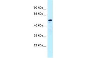 Image no. 1 for anti-ADP-Ribosylation Factor GTPase Activating Protein 3 (ARFGAP3) (AA 377-426) antibody (ABIN6747942) (ARFGAP3 antibody  (AA 377-426))