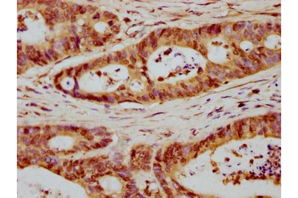 Histone H1.5 antibody  (AA 14-25)
