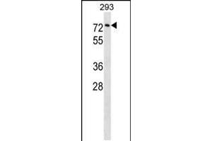 Western blot analysis in 293 cell line lysates (35ug/lane). (Copine III antibody  (C-Term))